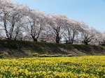諏訪上川河川敷桜