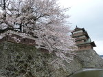 諏訪高島城桜