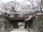 諏訪高島城桜
