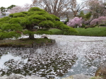 諏訪高島城桜