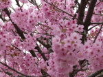 諏訪高島城桜