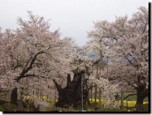 神代桜