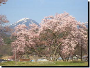 桜と蓼科山