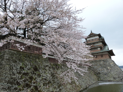 高島城桜