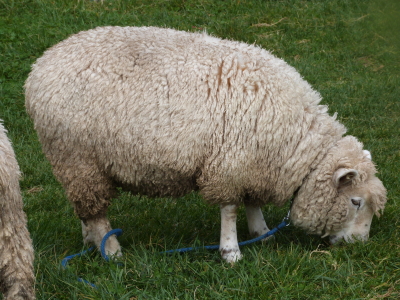 長門牧場の羊