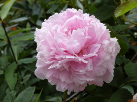 バラクラ英国庭園のバラ