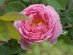 バラクラ英国庭園のバラ