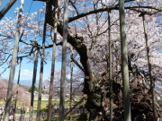 神代桜画像