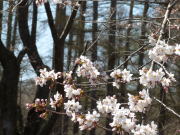 聖光寺の桜
