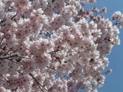 小学校桜