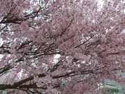上川河川敷桜
