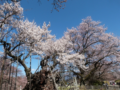 神代桜画像
