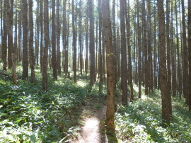 東急トレッキングコースのカラマツ林